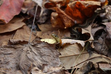 Snake in the Leaves