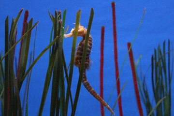 Seahorse