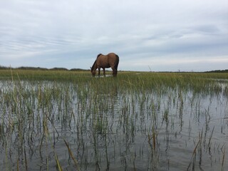 Horse in the Sound