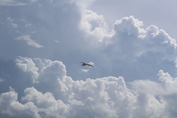 Seagull in the Sky