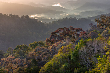 The canopy of Shorea tree is silver-gray.Tightly grouped together along ridges and mountain peaks. It looks like a broccoli.Hala Bala wildlife sanctuary,Sukhirin District,Narathiwat Province.,Thailand