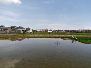 housing area near rice field