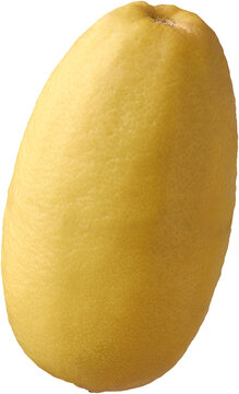 close-up of ripe kaji nemu lemon isolated white background, kaji nimbu or assam lemon, large oval shaped yellow fruit aiding digestion and boosting immunity