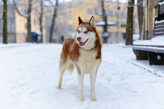winter husky walking pet adorable dog portrait posing model in winter park landmark city scape street European north frost idyllic weather day time of January month