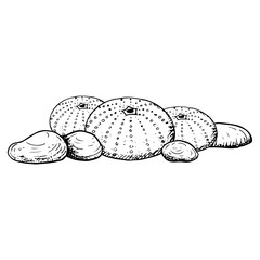 Seabed with sea urchin shell colony and stones black and white line vector illustration of Mediterranean animal in simple style. Horizontal banner template for ink marine designs