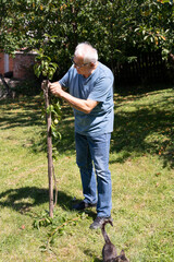 An agricultural expert grafts a wild pear.