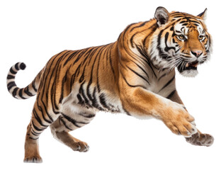 Obraz premium PNG Wildlife animal mammal tiger.