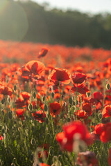 Poppies Field Flowers Summer - A field of red poppies blooming in the summer sun.