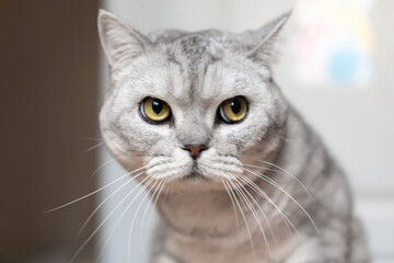 Cat Portrait, Indoor, Close-up, Grey tabby cat looking directly at the camera with intense yellow eyes.