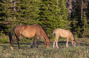 Wild Horse Mare and Foal in the Pryor Mountains Montana in Summer
