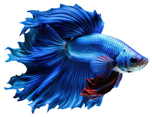 Fototapeta premium Vibrant blue betta fish