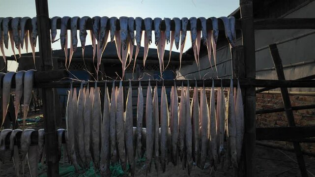 Fish laid out to dry in sun, Chittagong Division, Cox's Bazar Sadar, Bangladesh