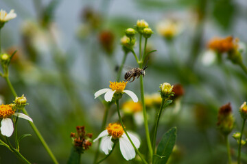 Bee in Flight Pollinating Flowers in a Garden