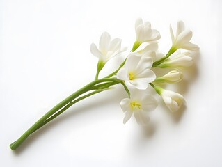 A sprig of white flowers with green stems lies on a plain white background.