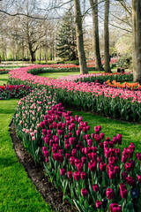 flower, tulip, netherlands, landscape, colorful, fresh, garden, plant, background, field, blooming, holland, may, blossom, floral, park, day, tulips, bloom, beautiful, spring, dutch, lisse, tourism, k