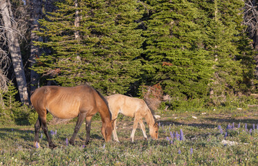 Wild Horse Mare and Foal in the Pryor Mountains Montana in Summer