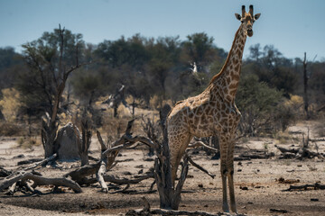 Solitary giraffe, portrait seen on safari in Botswana