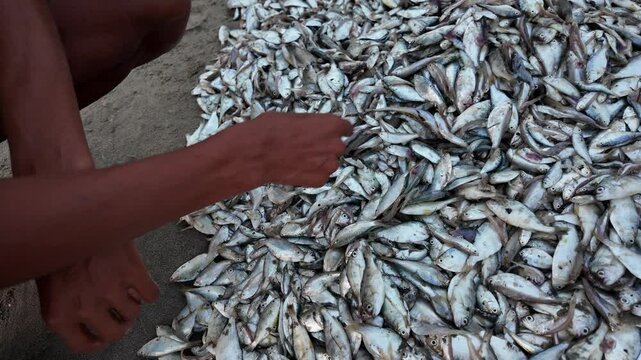 Fishermen unloading fishes, Chittagong Division, Cox's Bazar Sadar, Bangladesh