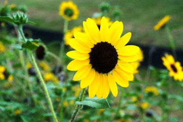 Pictures of flowers in the park
Close-up photos of seasonal flowers