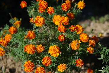 Pictures of flowers in the park
Close-up photos of seasonal flowers