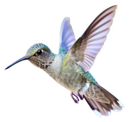 Obraz premium PNG Hummingbird hummingbird hovering animal.