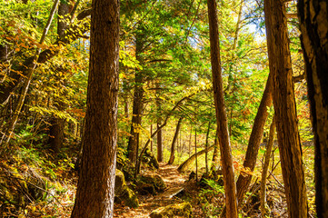 秋の乗鞍高原　遊歩道