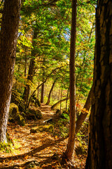 秋の乗鞍高原　遊歩道