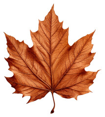 Obraz premium PNG Maple ash leaf plant tree.