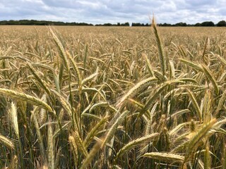 Close up of wheat field with healthy fresh ripe stems of the plant food crop growing in vast farmers landscape in rural Suffolk England uk in mid Summer  blue skies sunshine