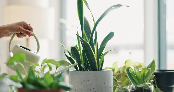 Hand, water and person with plants in shop for care of sustainable, eco friendly or agro hobby. Gardening, greenery and closeup of botanist growing leaves for development in horticulture store.