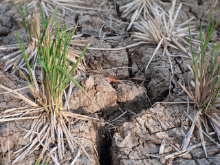 The rice fields are dry due to the dry season, so the harvest is early.