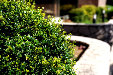 Pictures of bright green grass.
Close-up photos of seasonal grasses.