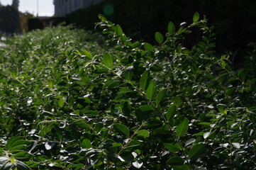 Pictures of bright green grass.
Close-up photos of seasonal grasses.