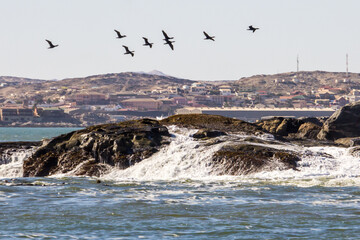 Small flock of Cormorants flying over a small rocky island along the Namibian coast with the small...