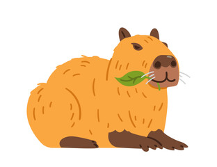 Cute satisfied capybara laying and eating green leaf flat vector illustration isolated on white.