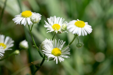 Chamomile apothecary, this plant is widely used for medicinal and cosmetic purposes.