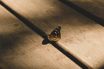 butterfly on a wooden table © Grifon4eg