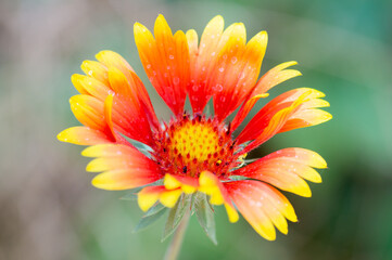Close-up look of blooming garden flower, beautiful orange flowers