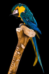 blue and yellow macaw