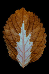 leaf isolated on white