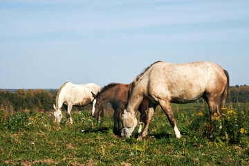 White horses grazing in a field on a sunny summer day