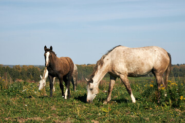 White horses grazing in a field on a sunny summer day