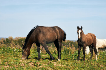 Obraz premium Horses grazing in a field on a sunny summer day