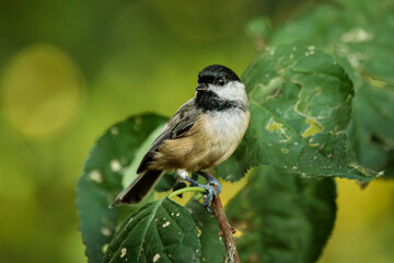 A Carolina Chickadee perches on a small branch surrounded by green leaves and woodland bokeh. 
