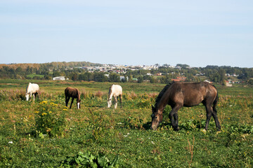 Horses grazing in a field on a sunny summer day
