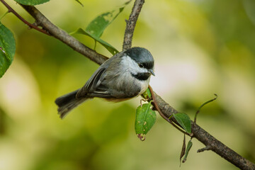A Carolina Chickadee perches on a small branch surrounded by green leaves and woodland bokeh. 
