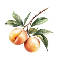 Two ripe peaches on a branch with green leaves, a perfect summer fruit illustration.
