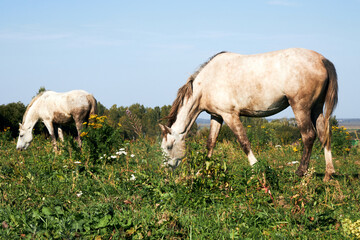 White horses grazing in a field on a sunny summer day