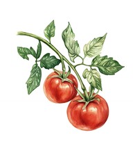Two ripe red tomatoes hanging from a vine with green leaves.