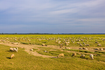 Les Agneaux Prés-Salés de la Baie de Somme